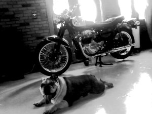 Jeffery the Bulldog...he has a bizarre motorcycle addiction.