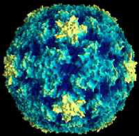 This is what the horrible cold virus looks like up close....